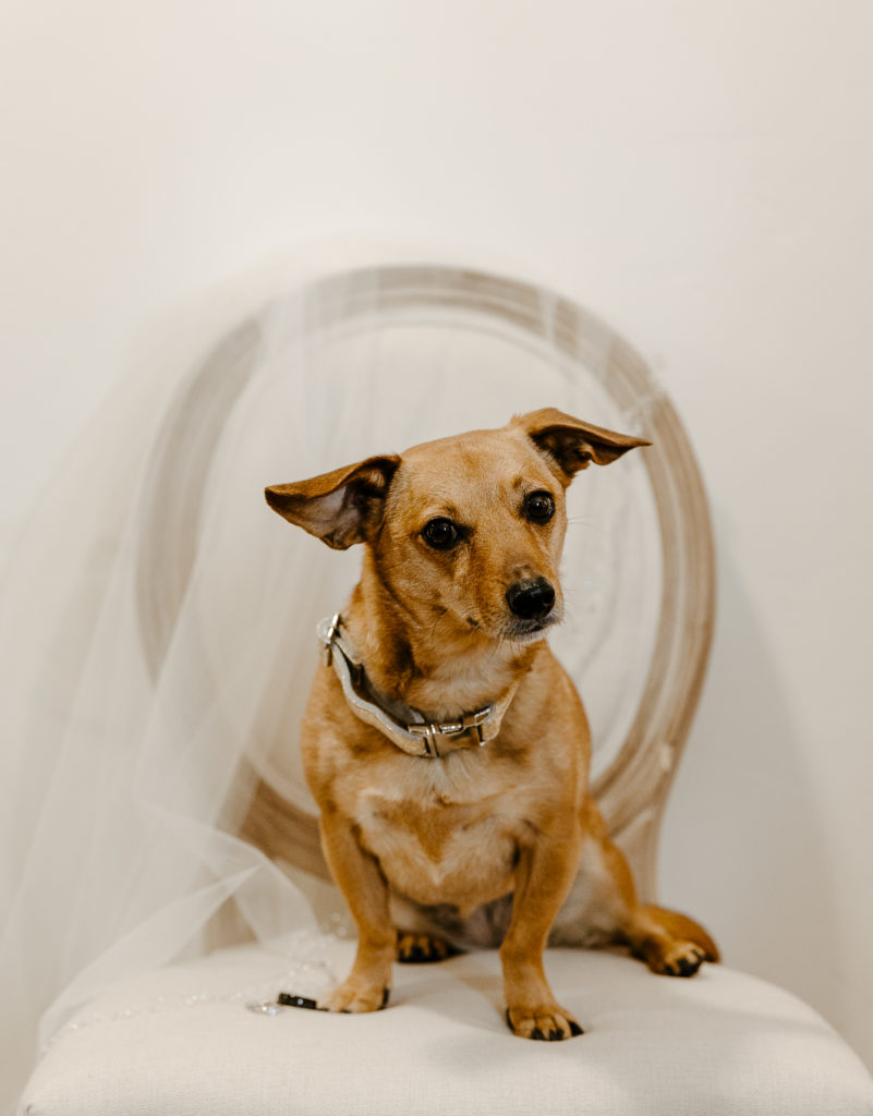 Dogs at wedding ceremony