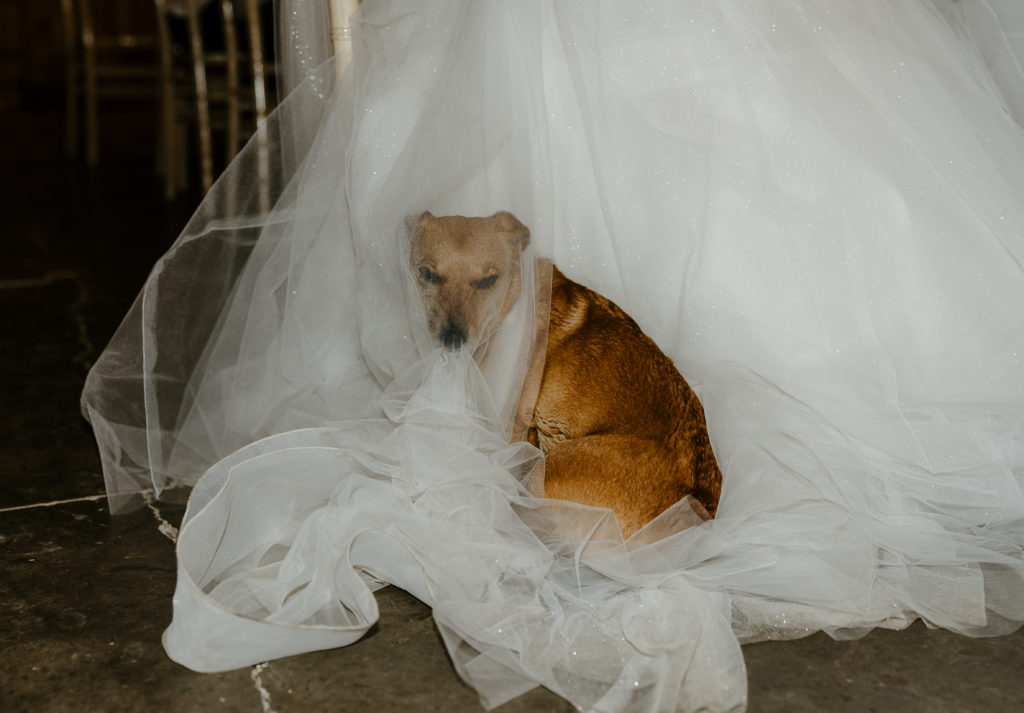 Dog at wedding under brides dress and viel