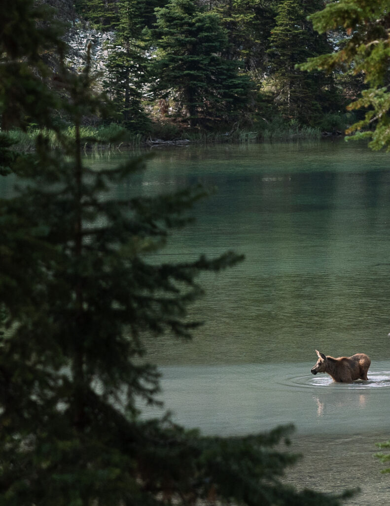 A moose wading in the calm waters of Lake Josephine during the couple's Glacier National Park elopement.