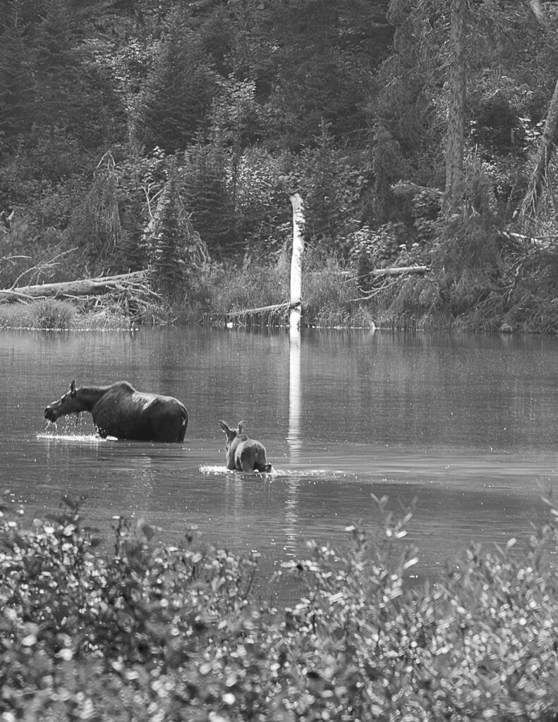 A moose spotted in Lake Josephine during the couple's Glacier National Park elopement hike.