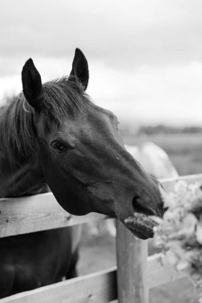 Horse at a Montana Wedding