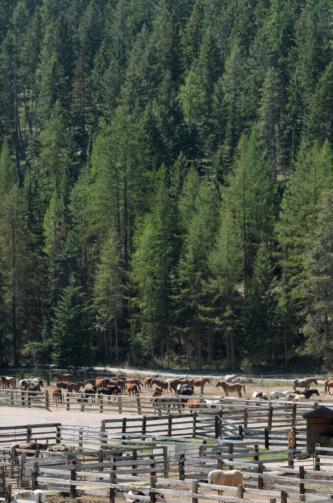 Northwest Montana Western Wedding Inspiration - Ranch Wedding