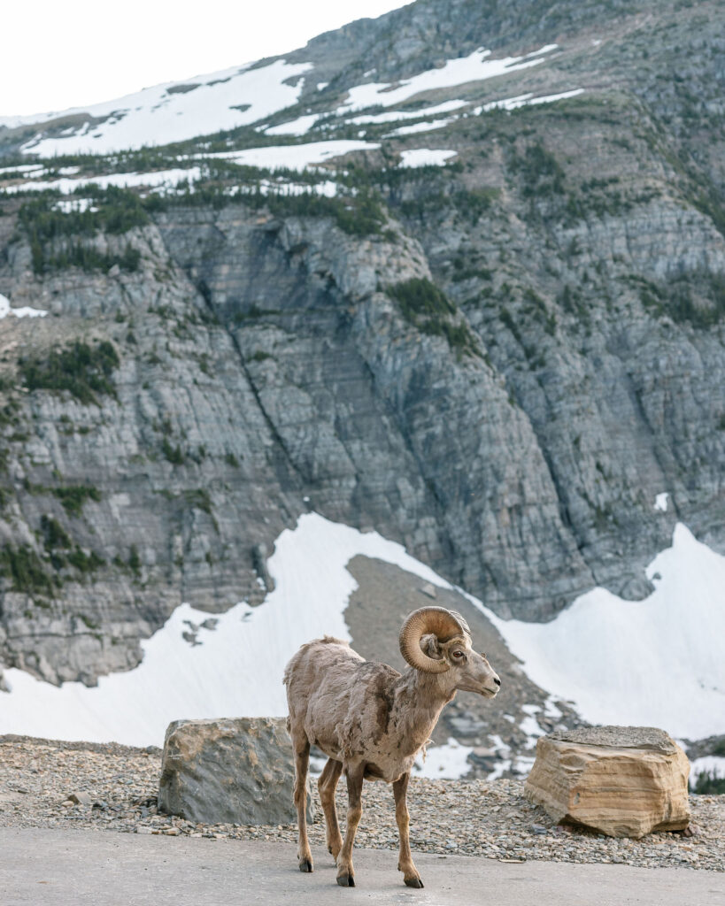 Bighorn sheep standing along the road with rocky cliffs and snow patches in Glacier National Park.