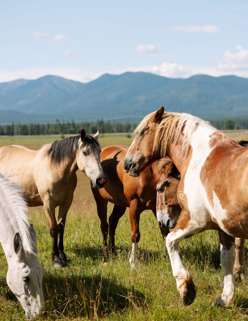 Group of horses grazing in a mountain pasture in Whitefish, Montana. A western ranch wedding backdrop with natural beauty and wild charm.