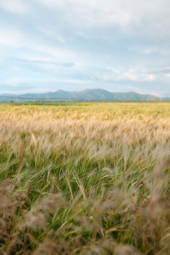 Golden Montana wheat field with the Bridger Mountains in the background, captured during a Rockin’ TJ Ranch wedding in Bozeman.