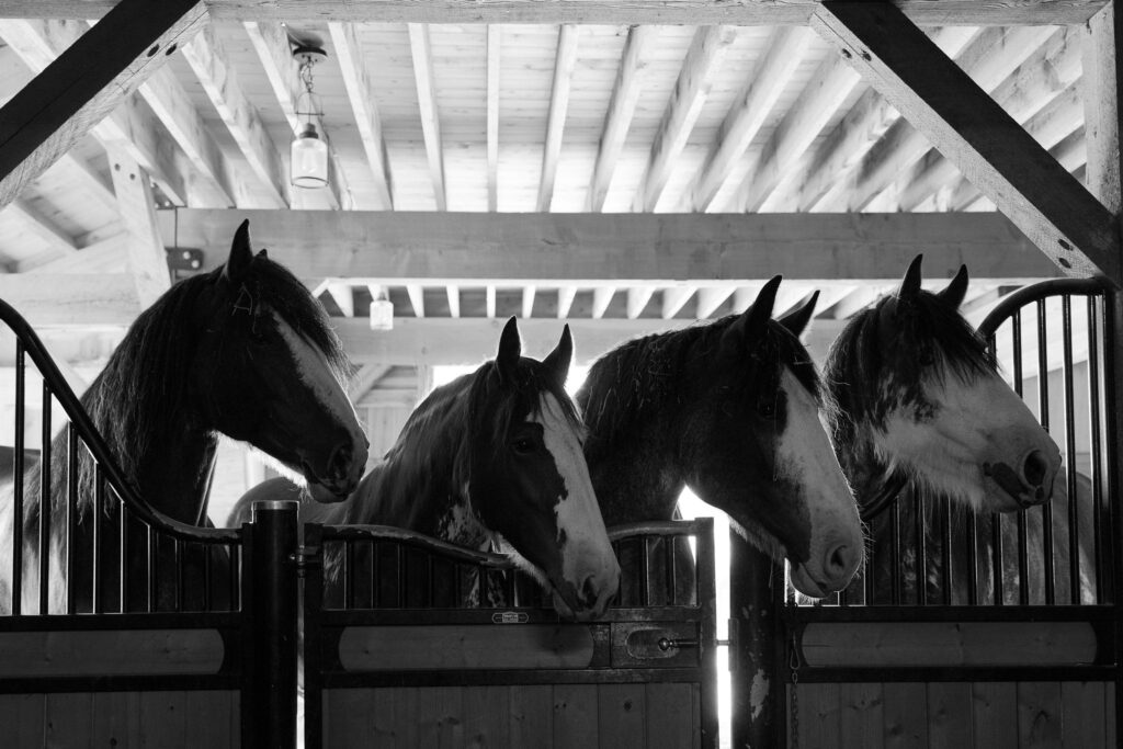 Clydesdale horses peeking out from the barn stalls at Clydesdale Outpost, highlighting the venue’s Western charm and Montana roots.