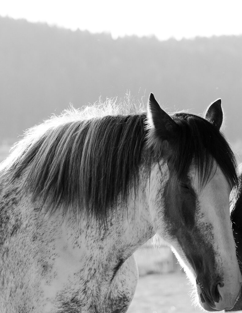Horse close up at Clydesdale Outpost