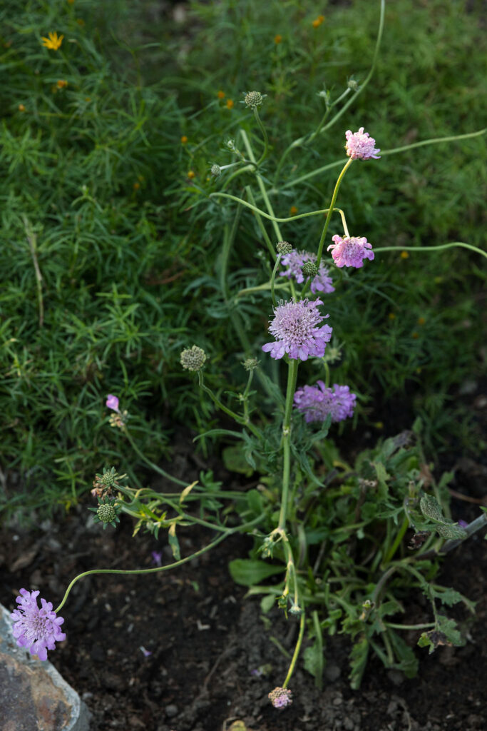 Close-up of wildflowers near the Iron Horse property