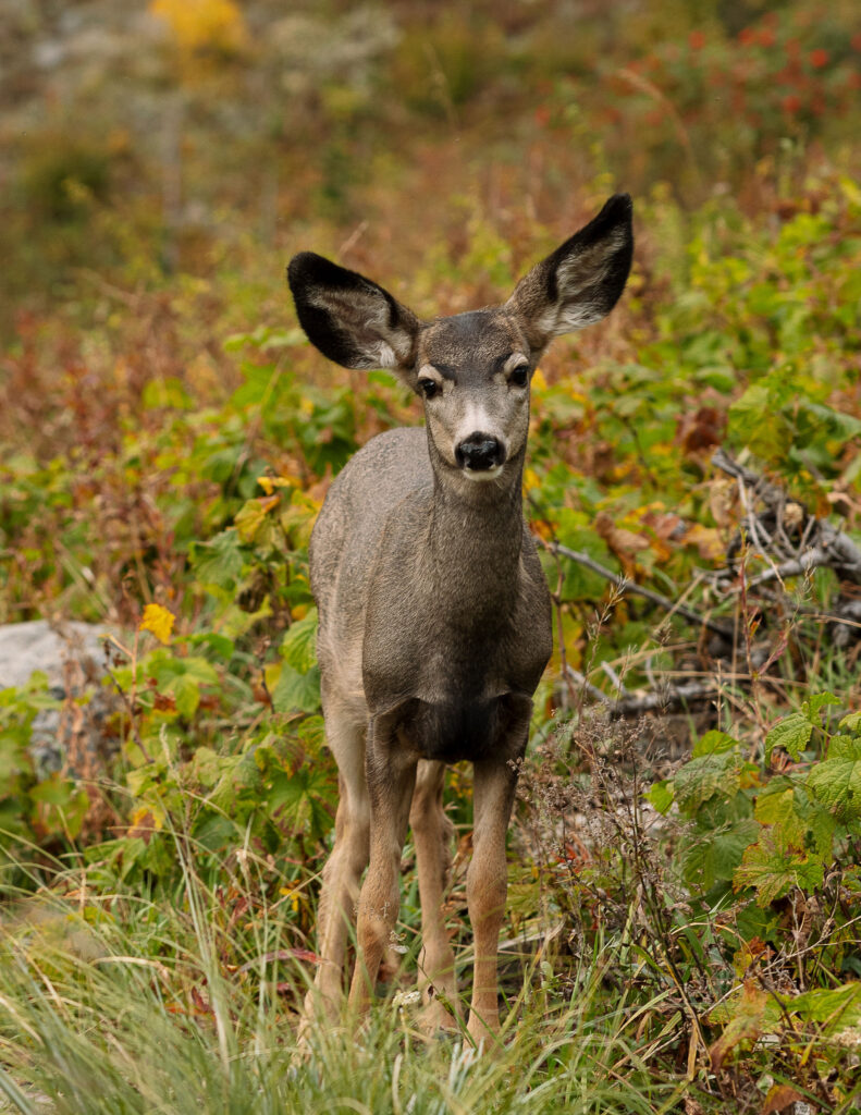 Wild deer standing among fall foliage in Glacier National Park