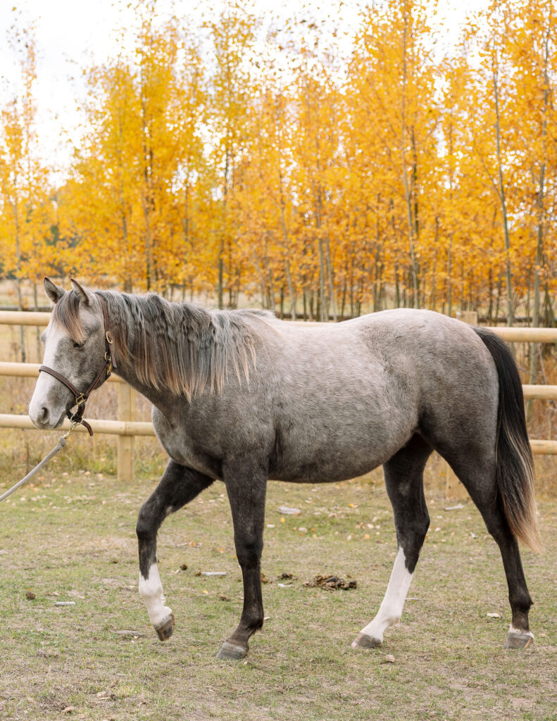 Gray horse standing in a Montana ranch pasture with golden autumn trees and wooden fencing during a western photoshoot