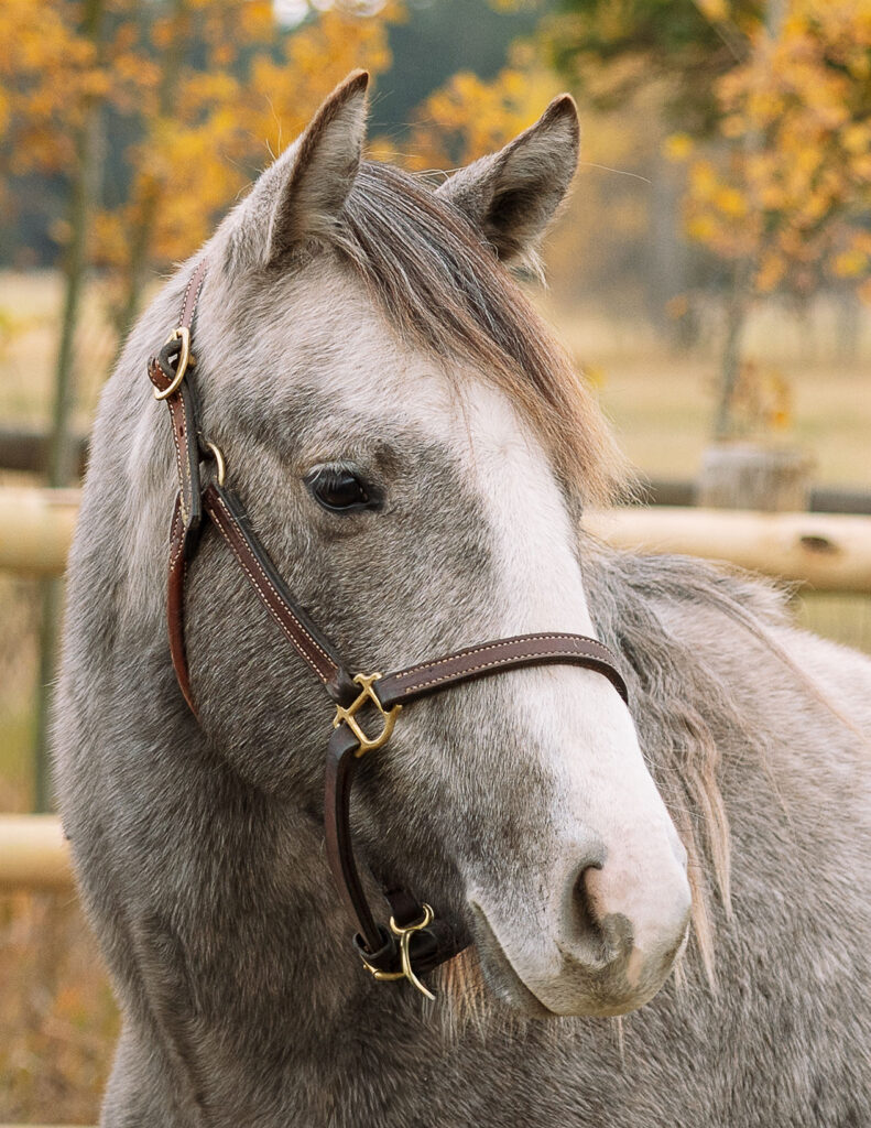 Close-up portrait of a gray horse wearing a leather halter during a western photoshoot in Montana with soft fall colors