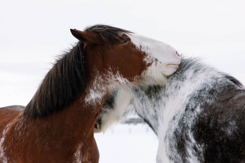 Close up of horses interacting in snowy field in Whitefish Montana