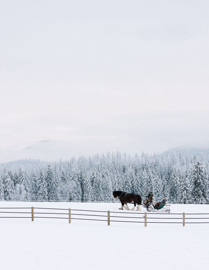 Snow covered mountains and horses grazing in winter landscape near Whitefish Montana
