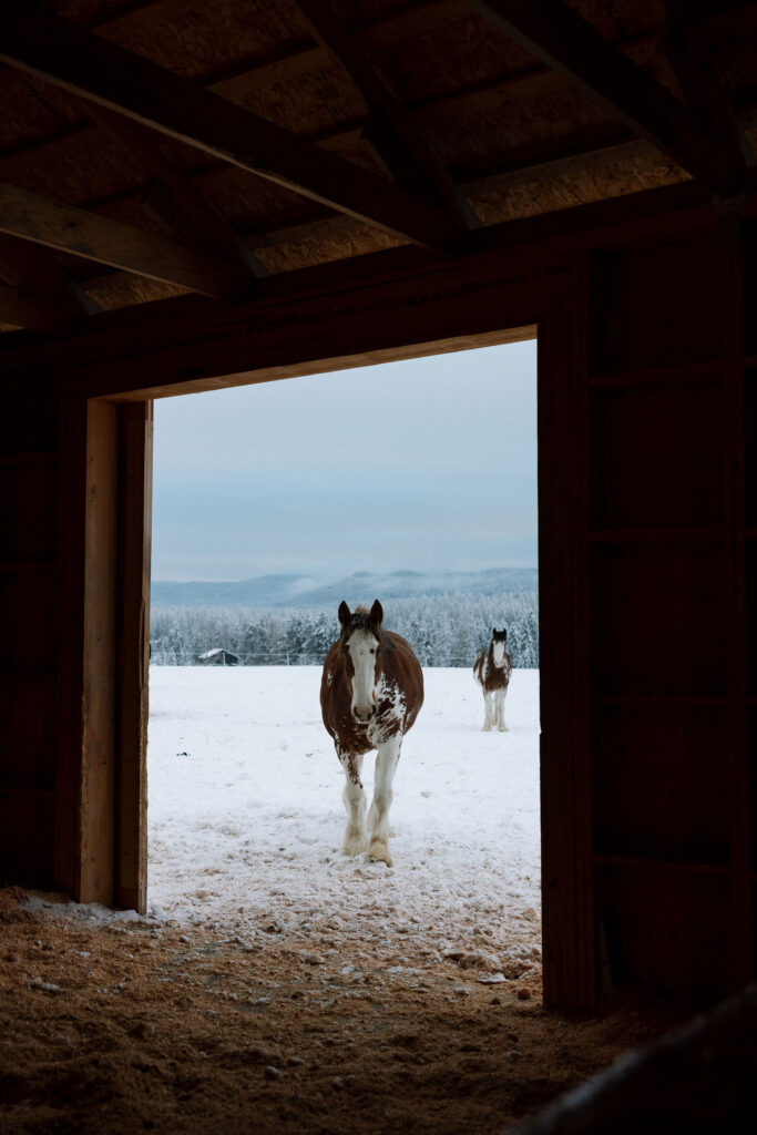 Horse standing in barn doorway looking out at snowy Whitefish Montana landscape